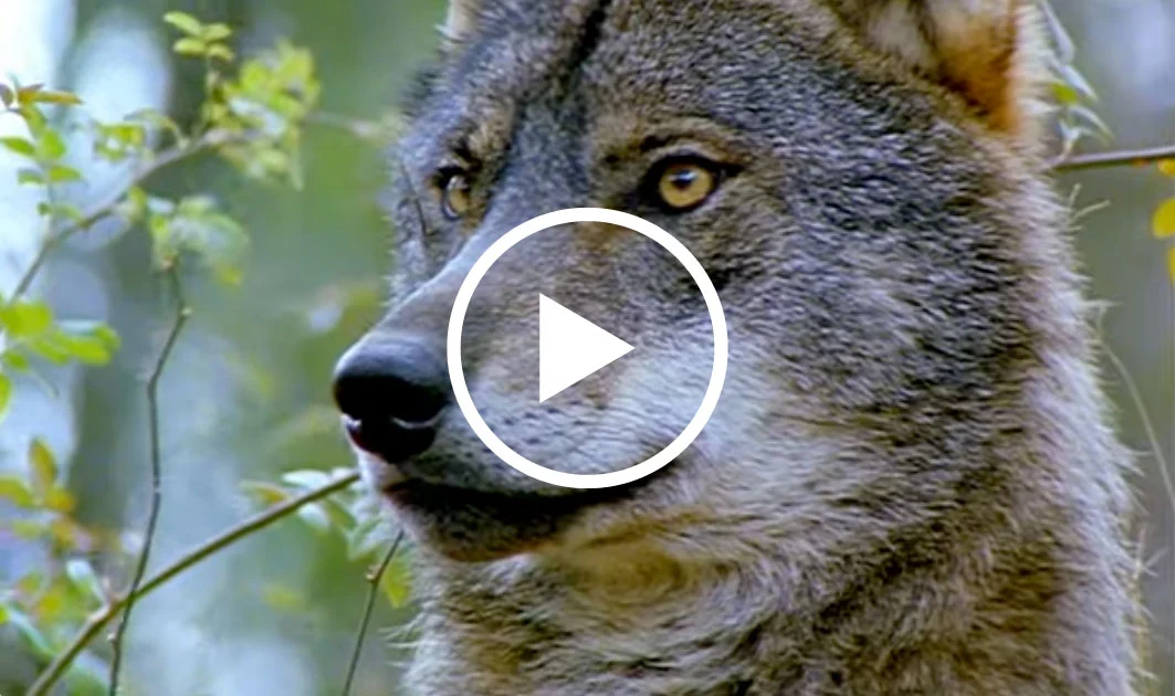 el lobo estudio grabacion la bodega
