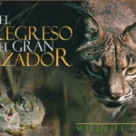 imagen 28 lince