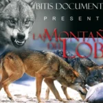 imagen 29 lobo